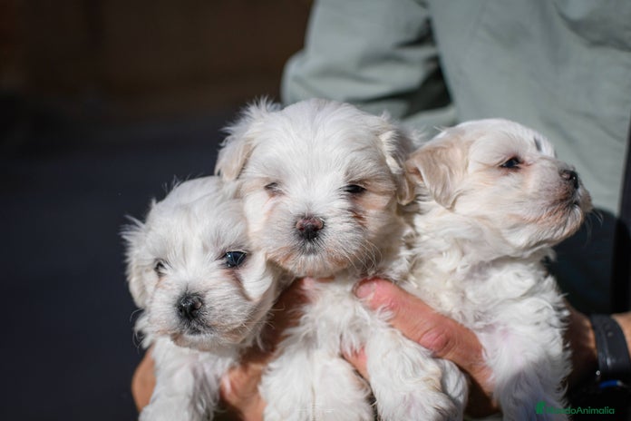 Bichón Maltés perros Preciosos Bichon maltes - Anuncio 1