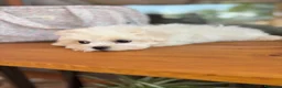 Bichón Maltés perros en venta: Bichon Maltés  - Anuncio 3