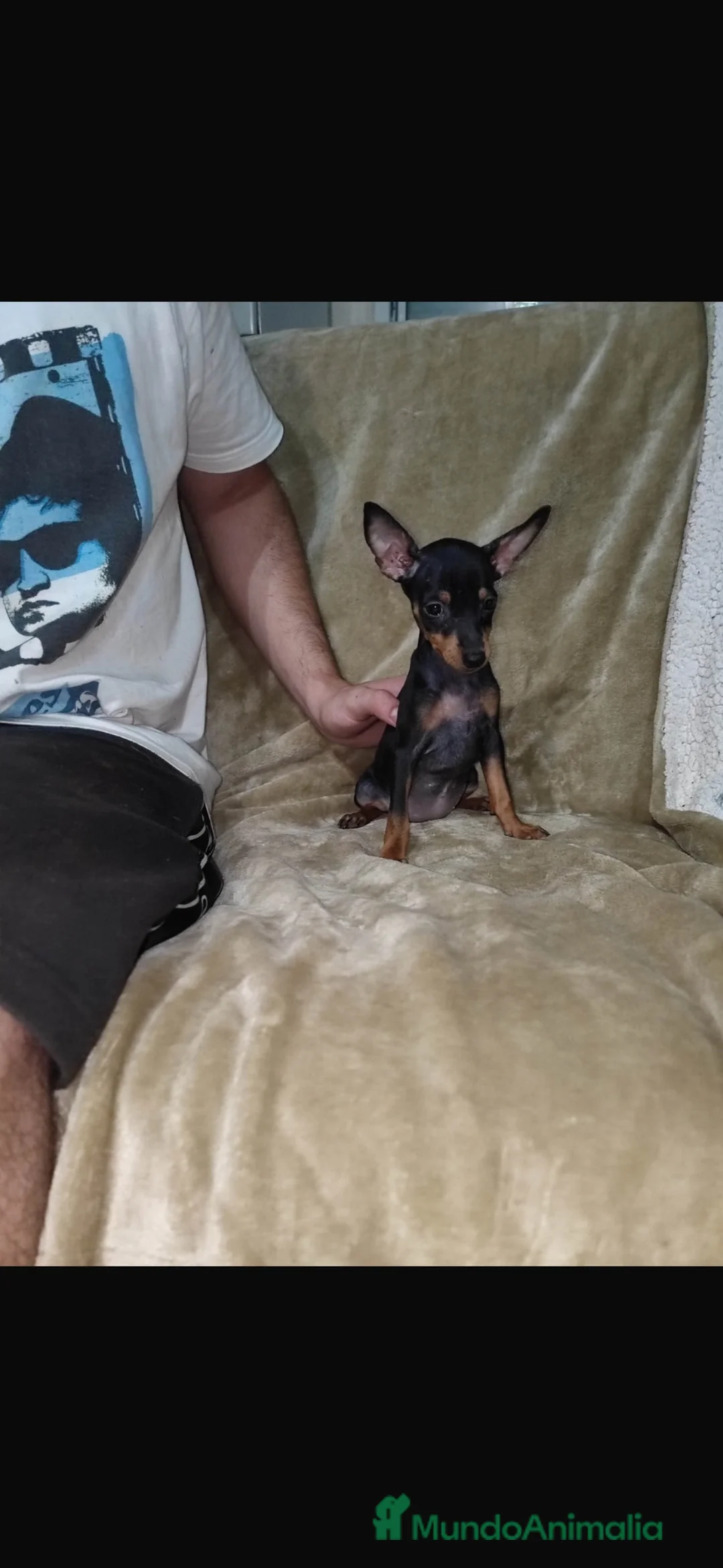Pinscher Miniatura perros en venta: Pinscher miniatura negro fuego🐶🐾🔥🔥 - Anuncio 5
