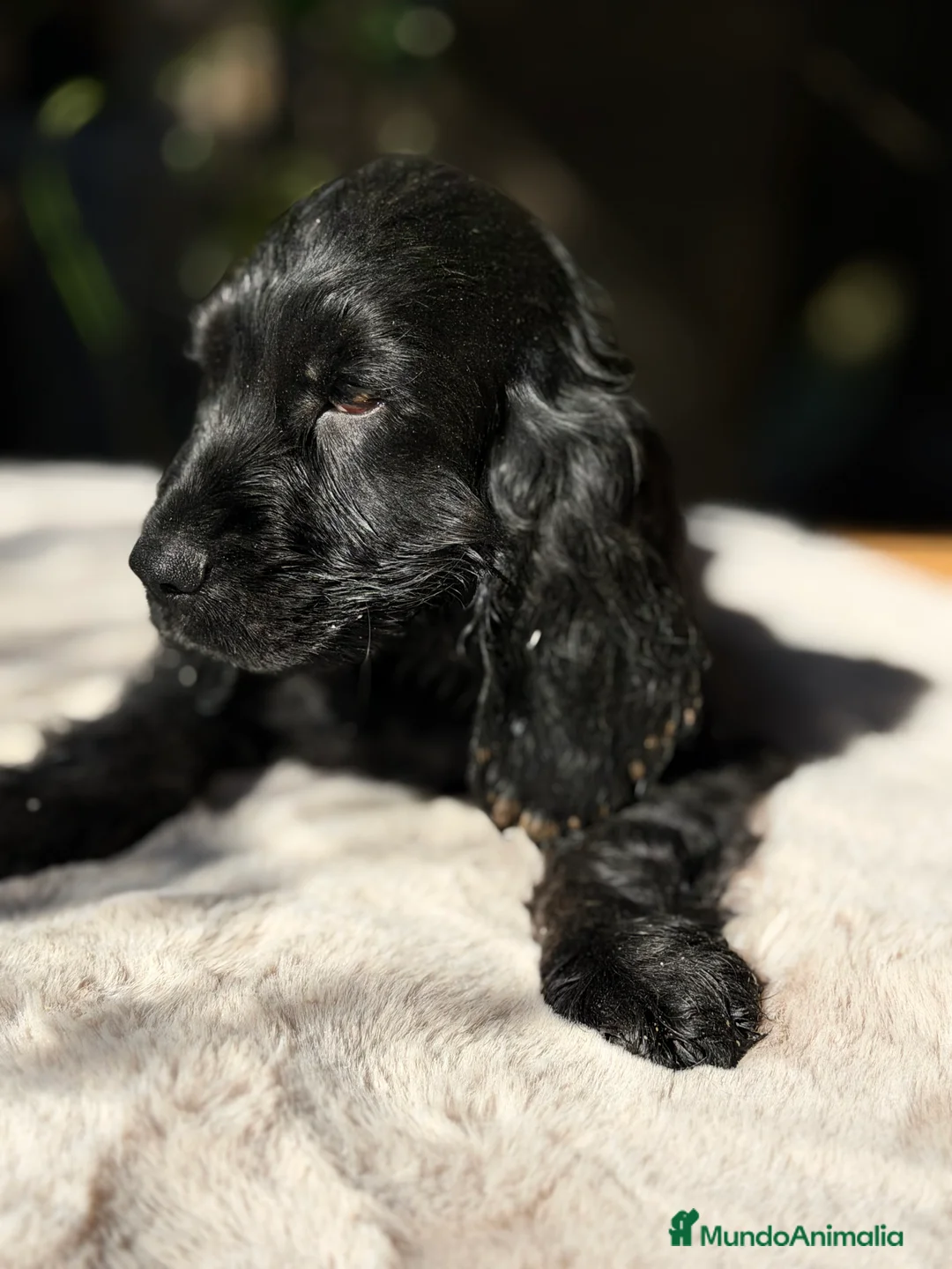 Cocker Spaniel Inglés perros en venta: Cocker negro  - Anuncio 5