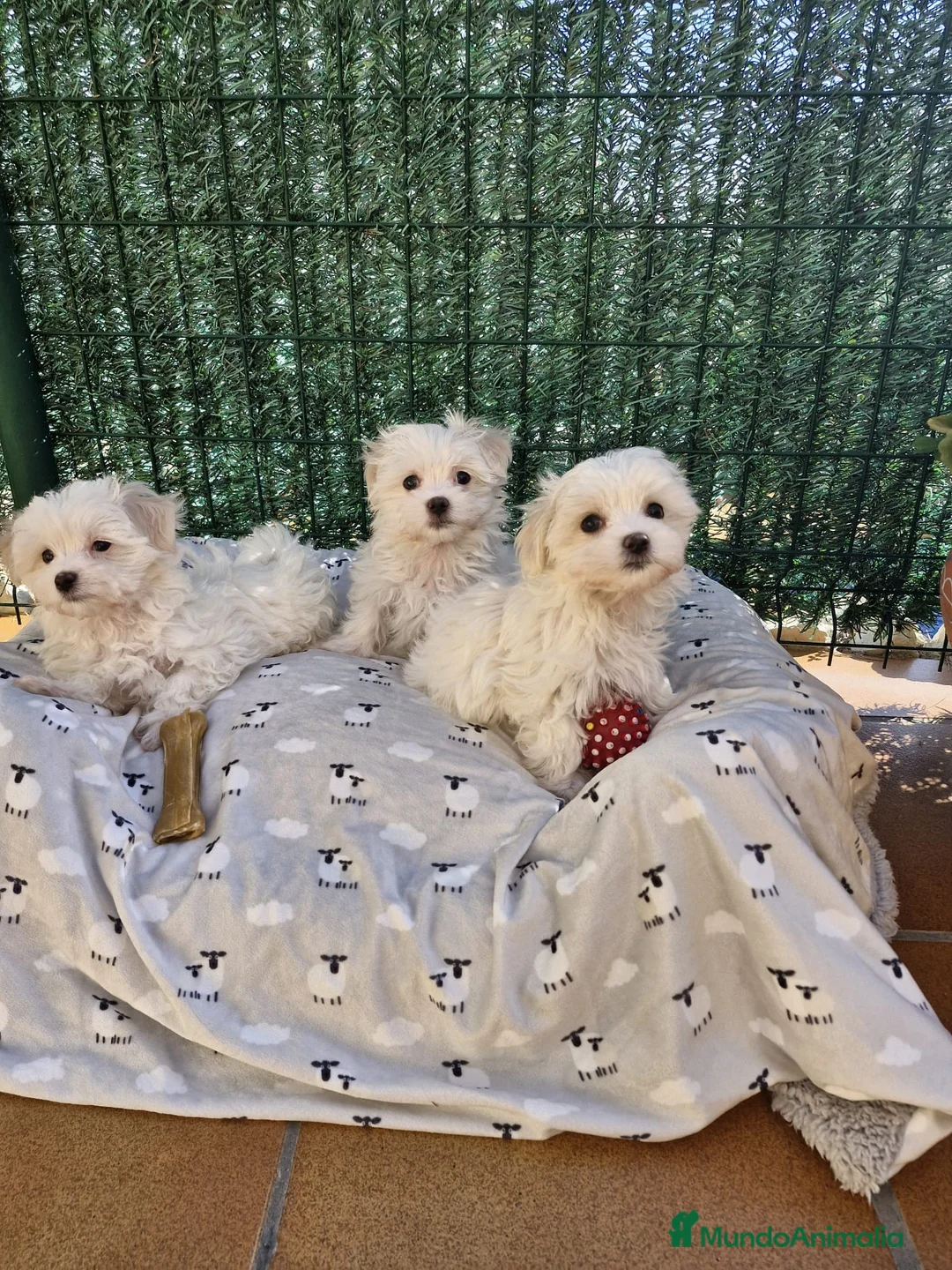 Bichón Maltés perros en venta: Bichón Maltés  en Barcelona - Anuncio 5