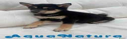 Shiba Inu perros en venta: Shiba Inu Macho de Mayka y Silvio 1984 AQUANATURA - Anuncio 3