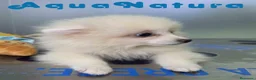 Pomerania perros en venta: Pomerania Macho de Grana y Pompom 8173 AQUANATURA - Anuncio 6