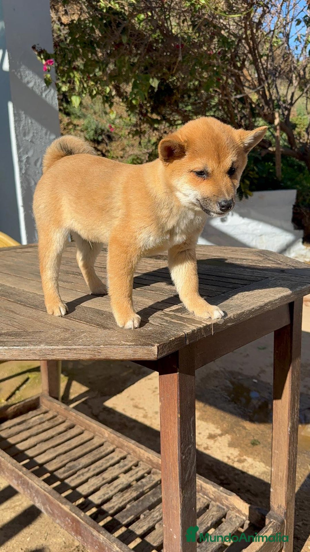 Shiba Inu perros en venta: Shiba Inu bebes rojos excelente morfologia - Anuncio 4