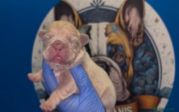 Bulldog Francés perros en venta: Bulldog francés exóticos  - Imagen 2