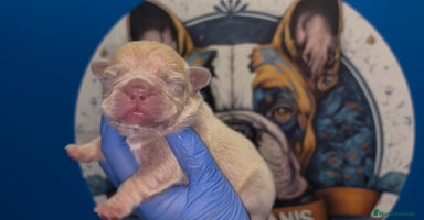 Bulldog Francés perros - Anuncio 14