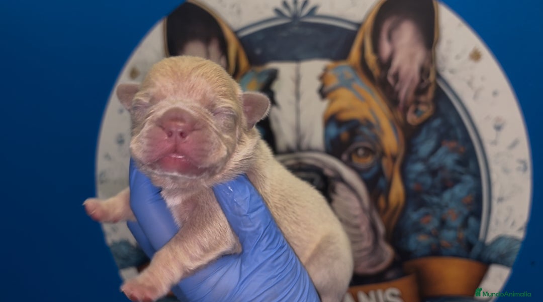 Bulldog Francés perros en venta: Bulldog francés exóticos  - Imagen 2