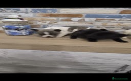 Bulldog Francés perros en venta: Bulldog francés exóticos  - Imagen 7