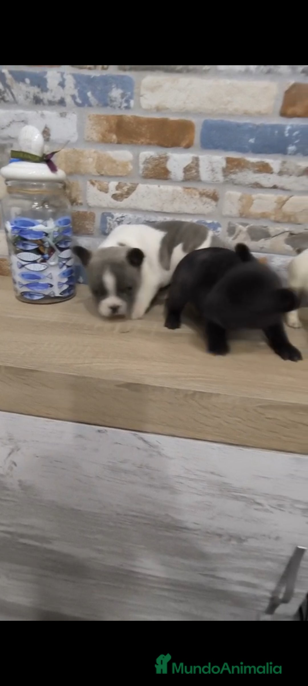 Bulldog Francés perros en venta: Bulldog francés exóticos  - Imagen 7