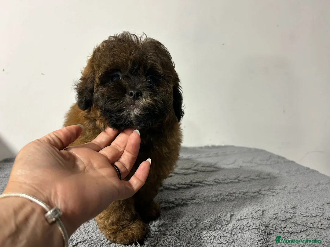 Maltipoo perros en venta: Maltipoo macho  - Anuncio 2