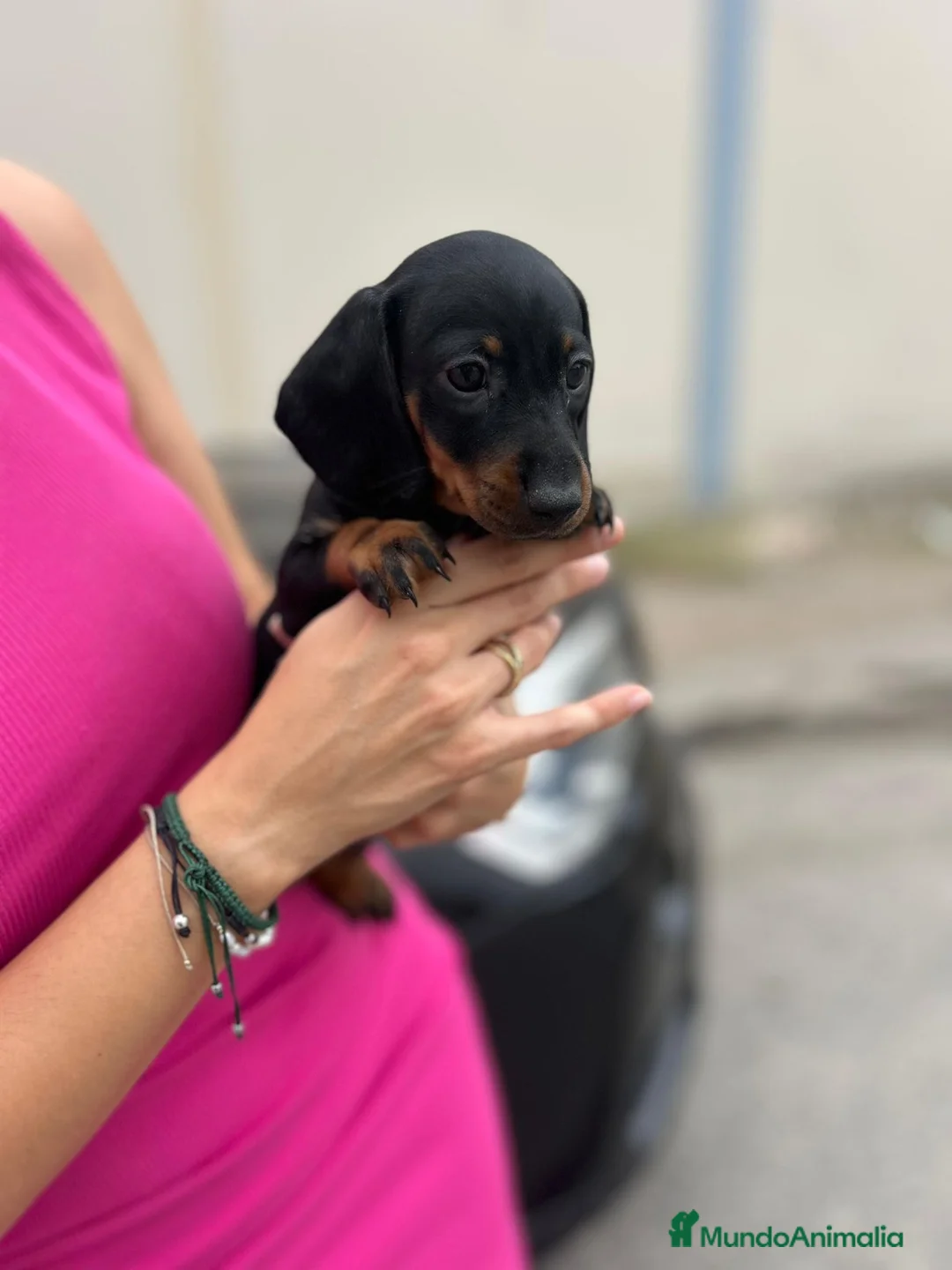 Teckel Miniatura perros en venta: teckel kaninchen  - Anuncio 2