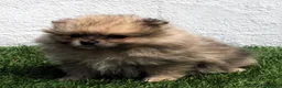 Pomerania perros en venta: Pomerania - Anuncio 10