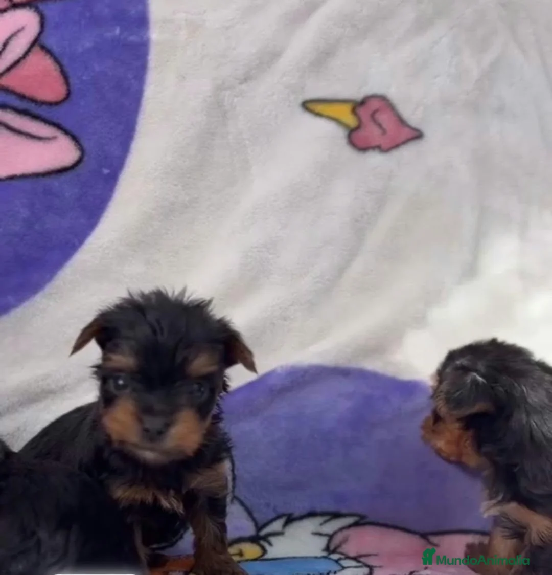 Yorkshire Terrier perros en venta: Yorkshire terrier  - Anuncio 7