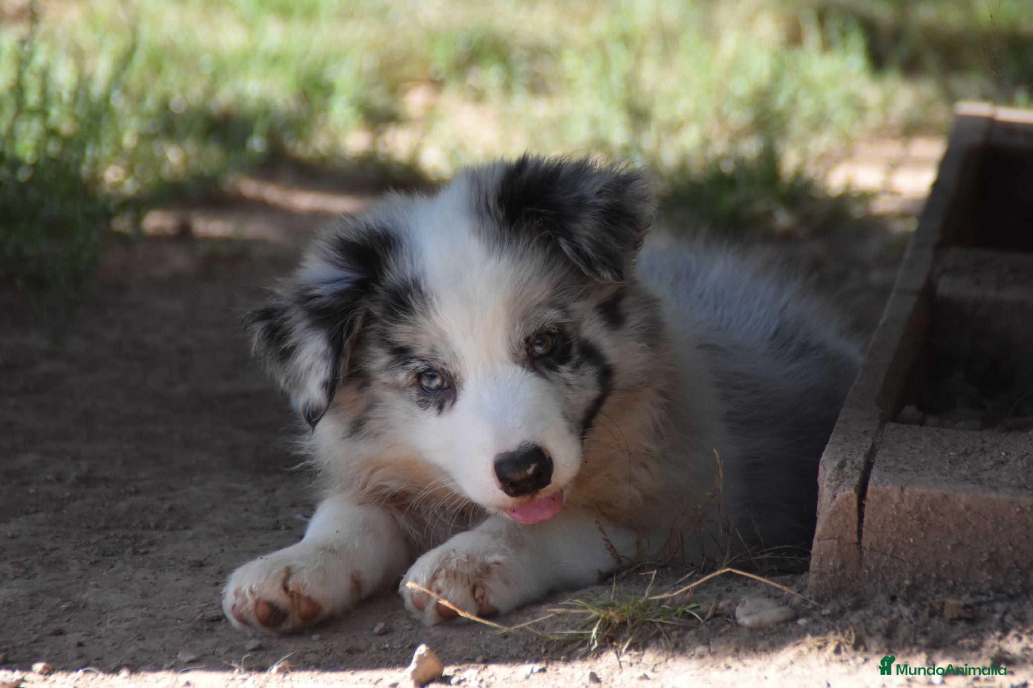 Border Collie perros Cachorros de Border Collie disponibles - Anuncio 2