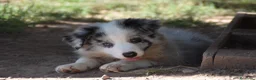 Border Collie perros en venta: Cachorro de Border Collie disponibles - Anuncio 2