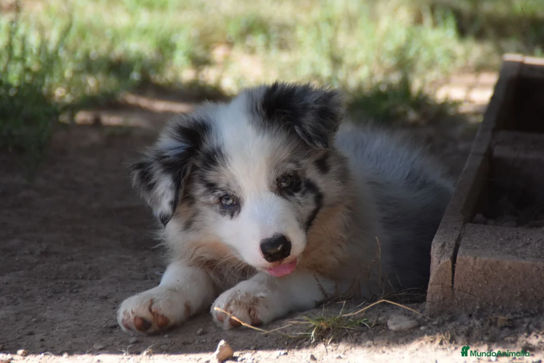 Border Collie perros en venta: Cachorro de Border Collie disponibles - Anuncio 2