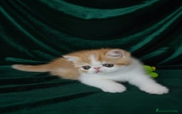 Exótico de Pelo Corto gatos en venta: 🐯 EXOTIC SHORTHAIR RED TABBY & WHITE - Imagen 7
