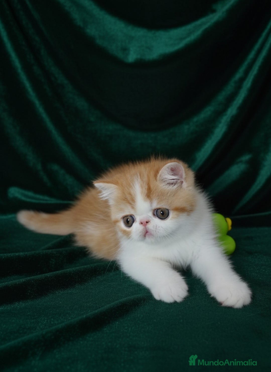 Exótico de Pelo Corto gatos en venta: 🐯 EXOTIC SHORTHAIR RED TABBY & WHITE - Imagen 7