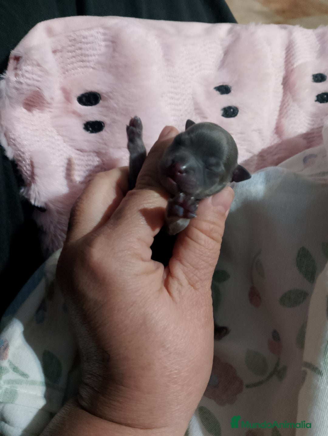 Chihuahua perros en venta: Parejita de chihuahua crema y otro azul - Anuncio 6