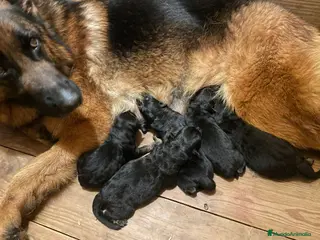 Pastor Alemán perros Espectaculares cachorros de pastor alemán - Anuncio 4