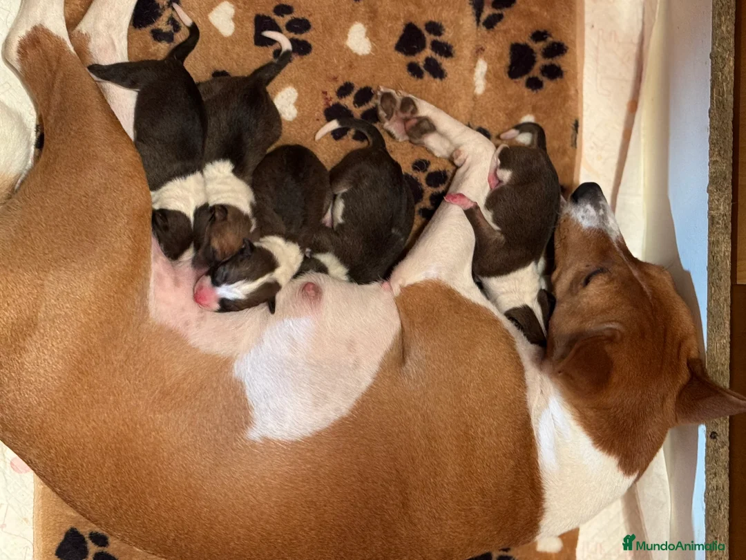 Basenji perros en venta: Basenji disponible - Anuncio 2