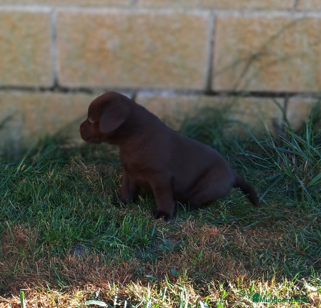 Labrador Retriever perros en venta: Labradores chocolate - Imagen 2