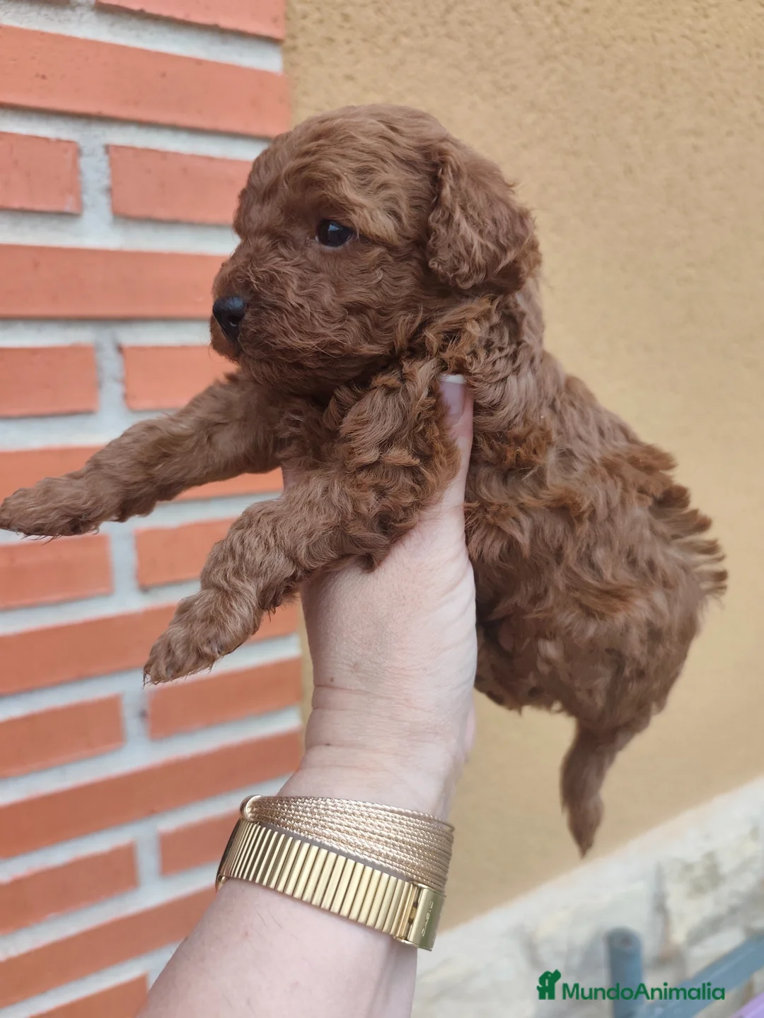 Caniche Toy perros en venta: CANICHE TOY MACHO ❤️ - Anuncio 2