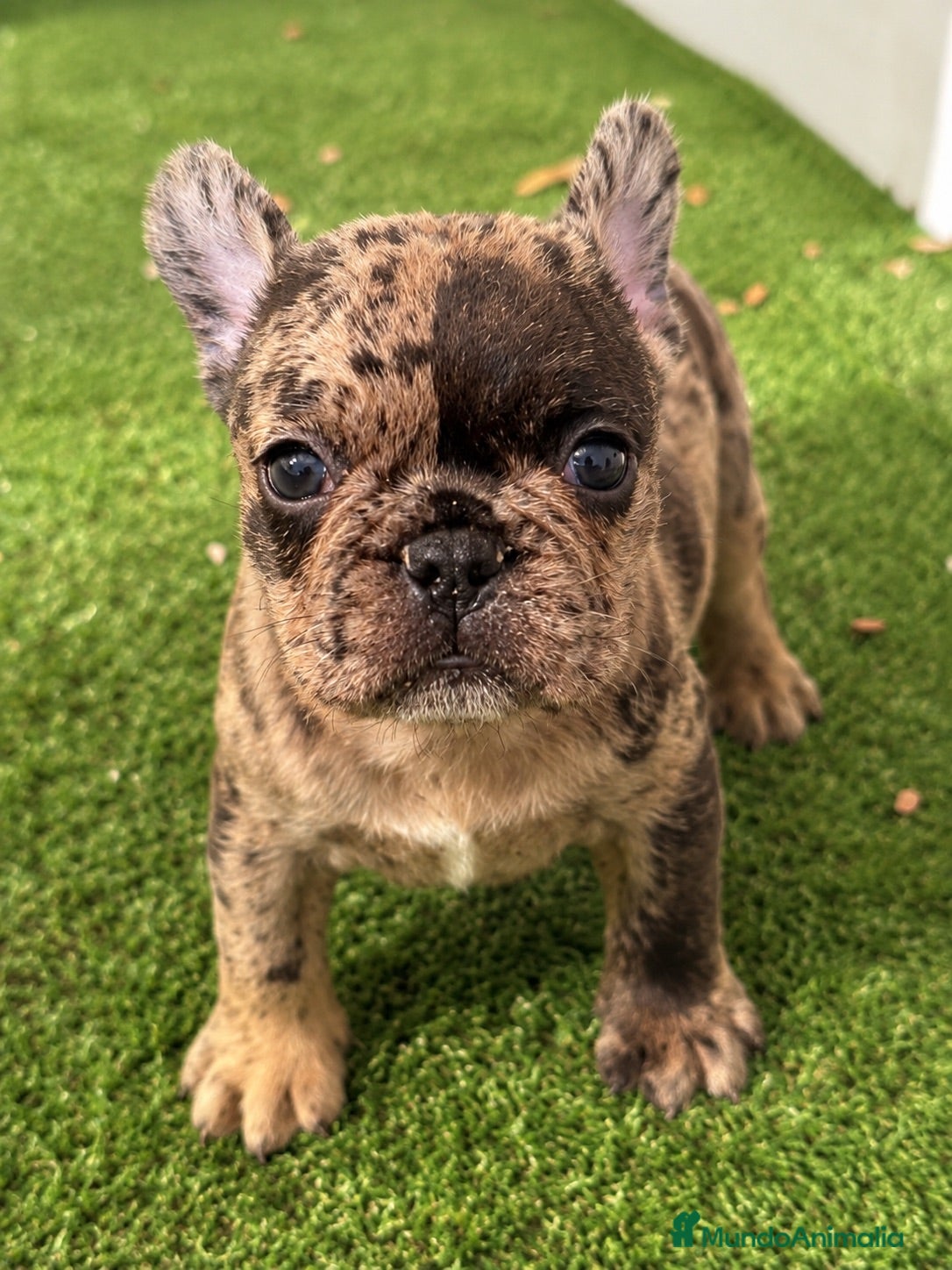 Bulldog Francés perros Preciosos bulldog francés  - Anuncio 1