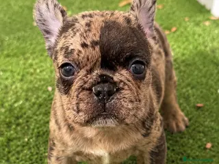 Bulldog Francés perros Preciosos bulldog francés - Anuncio 1