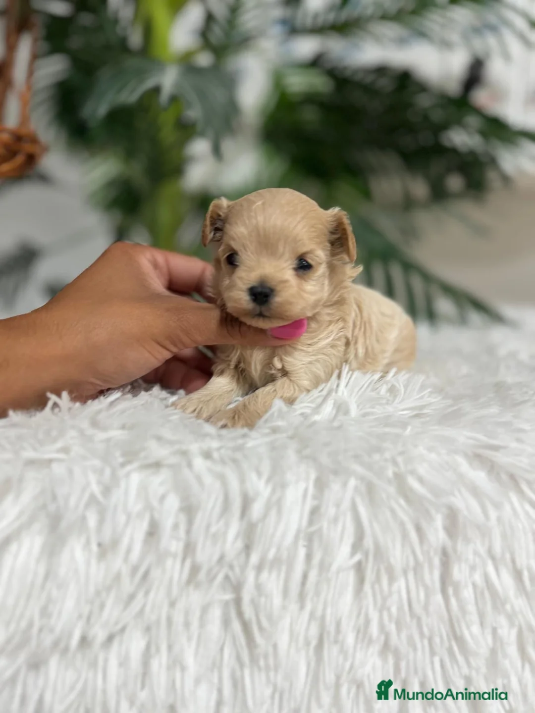 Maltipoo perros en venta: MALTIPOO 100% COREANO - Anuncio 14