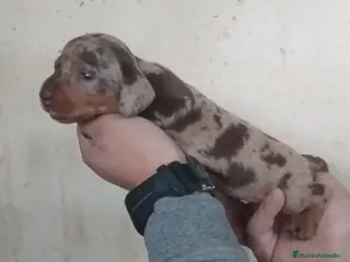 Teckel Miniatura perros Hembras teckel arlequín choco kaninchen - Anuncio 32