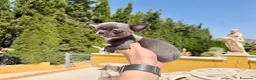 Chihuahua perros en venta: Chihuahua Blue  - Anuncio 2