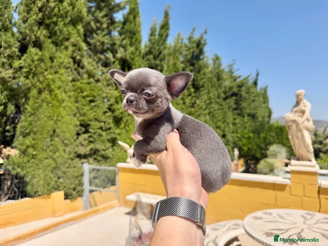 Chihuahua perros en venta: Chihuahua Blue  - Anuncio 2