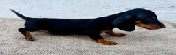 Teckel Miniatura perros en venta: Teckel kaninchen  - Anuncio 7