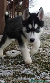 Husky Siberiano perros husky siberiano  - Anuncio 1
