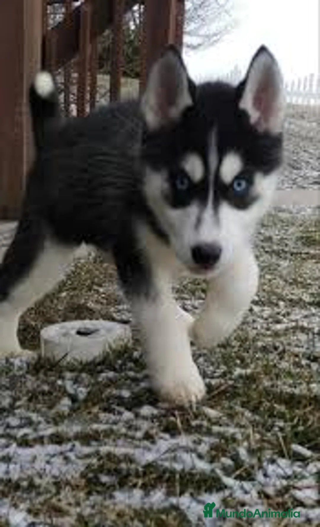 Husky Siberiano perros en venta: husky siberiano  - Anuncio 1