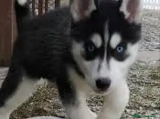 Husky Siberiano perros husky siberiano - Anuncio 1