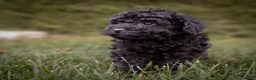 Caniche Toy perros en venta: Caniche Toy Macho negro  - Anuncio 2