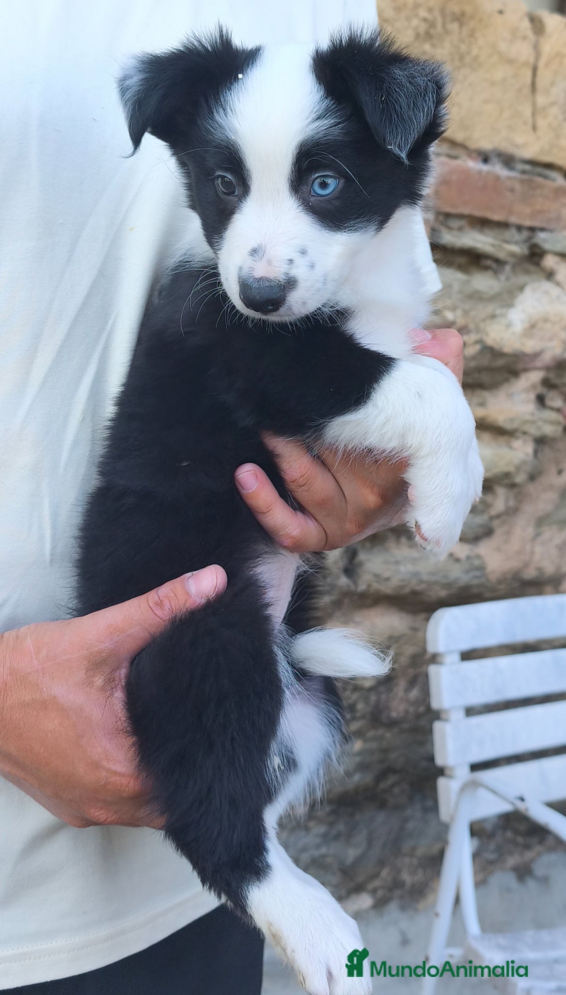Border Collie perros Cachorros border collie varios colores! - Anuncio 1