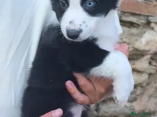 Border Collie perros Cachorros border collie varios colores! - Anuncio 1