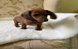 Teckel Miniatura perros en venta: Teckel miniatura varios colores  - Imagen 32