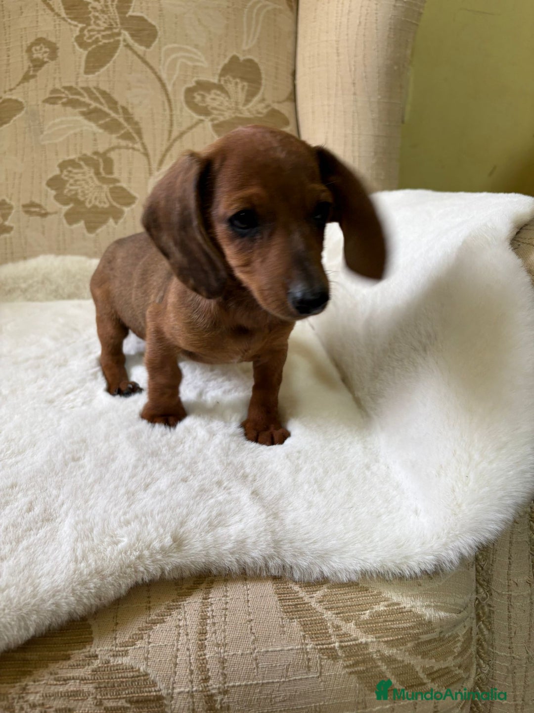 Teckel Miniatura perros en venta: Teckel miniatura varios colores  - Imagen 32