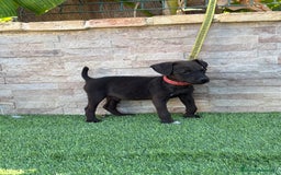 Jack Russell Terrier perros en venta: Cachorros de Patterdale terrier  - Imagen 2
