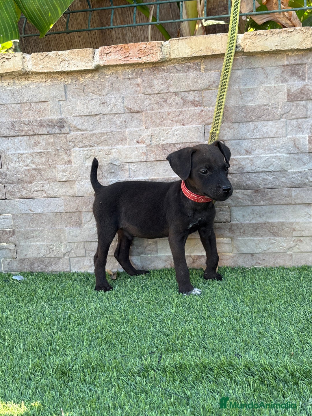Jack Russell Terrier perros en venta: Cachorros de Patterdale terrier  - Imagen 2