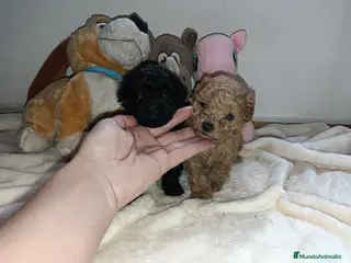 Caniche Toy perros Caniche toys - Anuncio 4