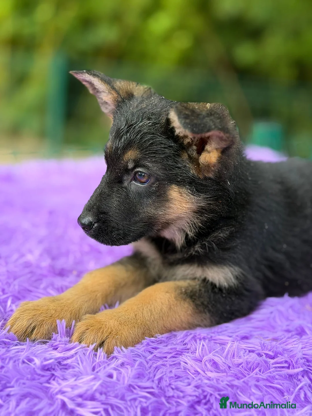 Pastor Alemán perros en venta: Pastor alemán  - Anuncio 8