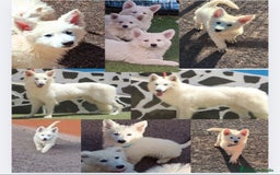 Pastor Blanco Suizo perros en venta: Pastor Blanco Suizo  - Imagen 1