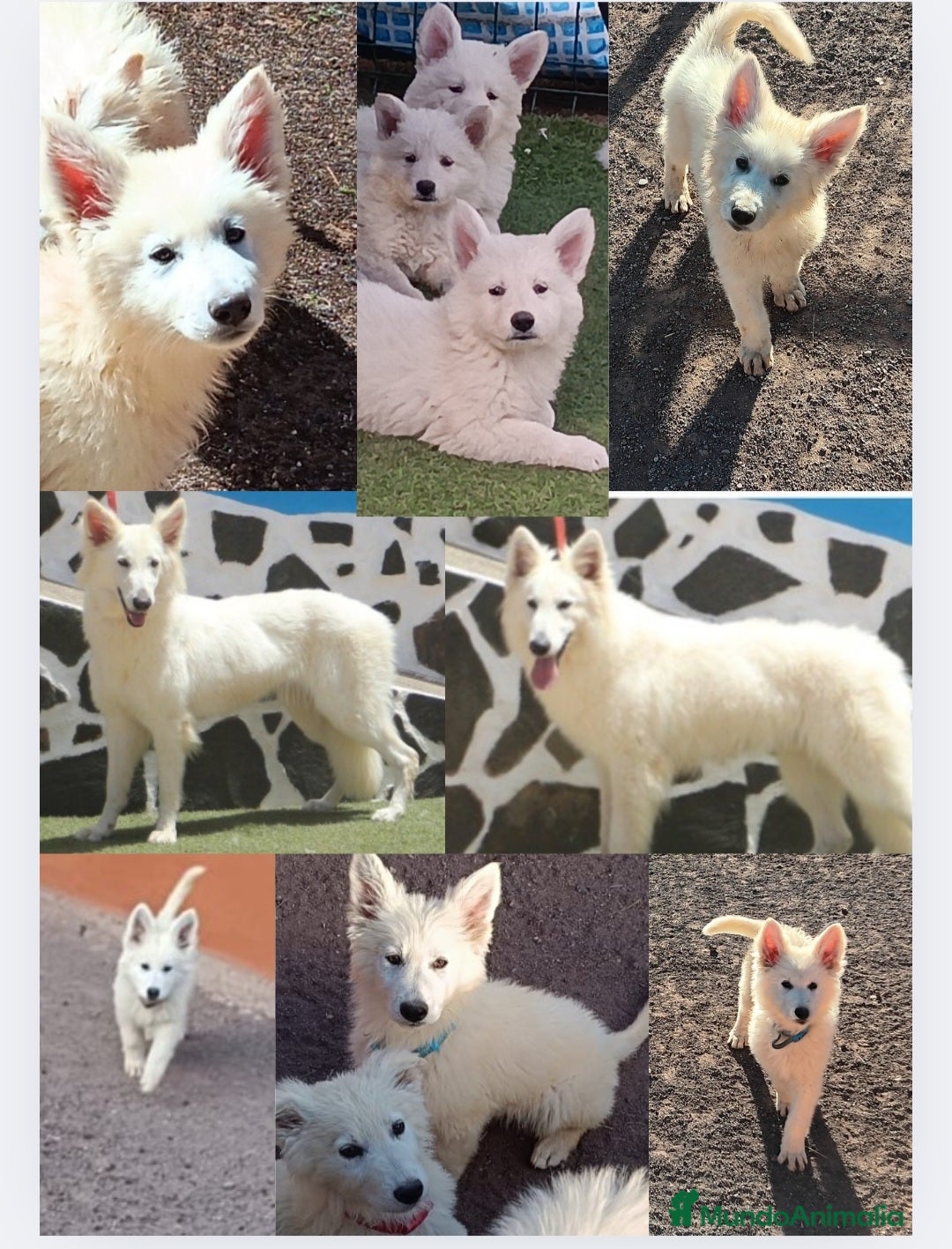 Pastor Blanco Suizo perros en venta: Pastor Blanco Suizo  - Imagen 1