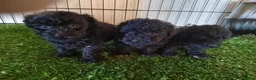 Caniche Toy perros en venta: Caniches Toys Hembras - Anuncio 3