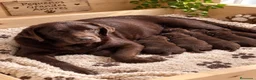 Labrador Retriever perros en venta: LABRADOR RETRIEVER CHOCOLATE CALIDAD - Anuncio 2